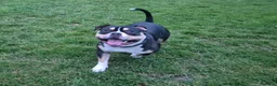 American Bully dogs for sale: Pocket bully for rehoming - Advert 1