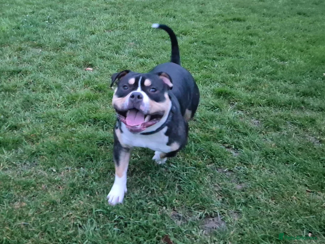 American Bully dogs for sale: Pocket bully for rehoming - Advert 1