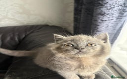 British Shorthair cats for sale: British shorthair kittens - Image 15