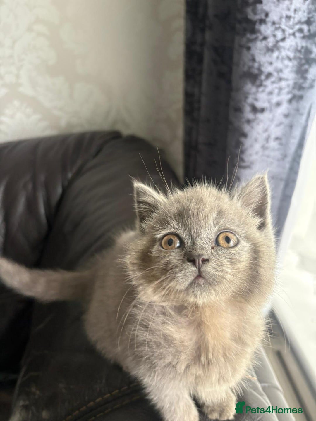 British Shorthair cats for sale: British shorthair kittens - Image 15