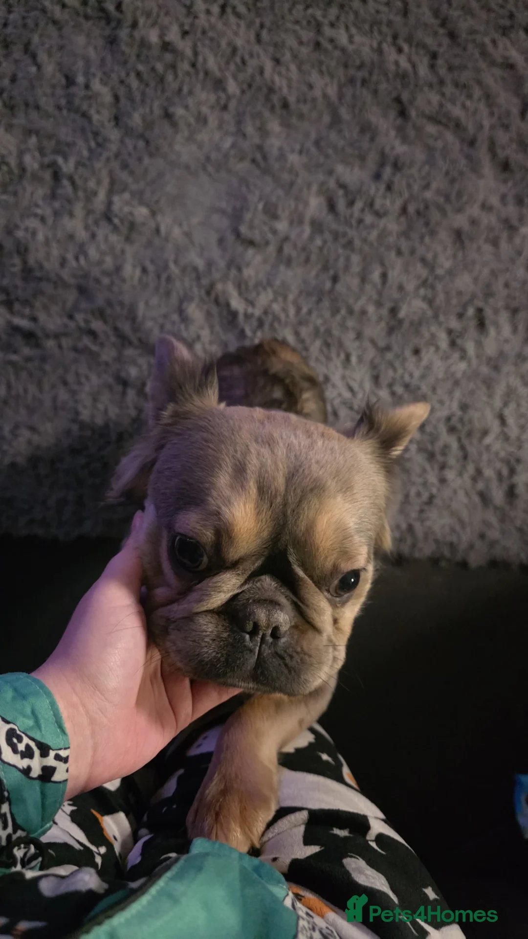 French Bulldog dogs for sale: Fluffy frenchie  - Advert 1