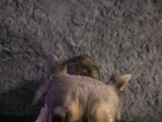 French Bulldog dogs Fluffy frenchie - Advert 4