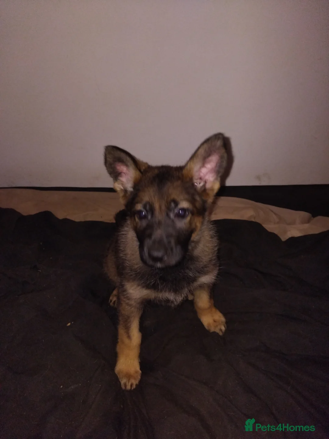 German Shepherd dogs for sale: German shepherd Czech line pups kc registered  - Advert 30