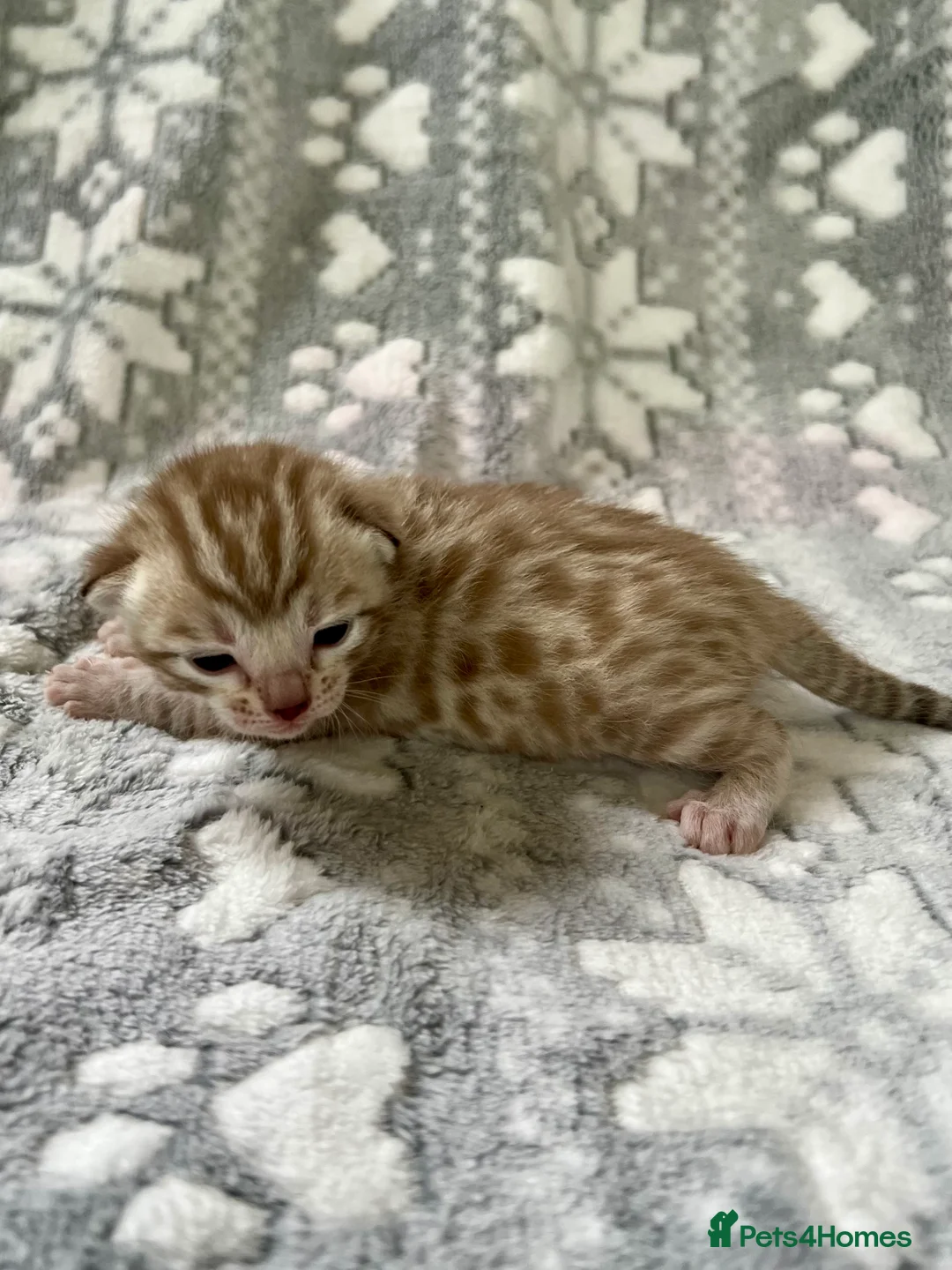 Bengal cats for sale: Top Pedigree Bengal Kittens - Advert 21