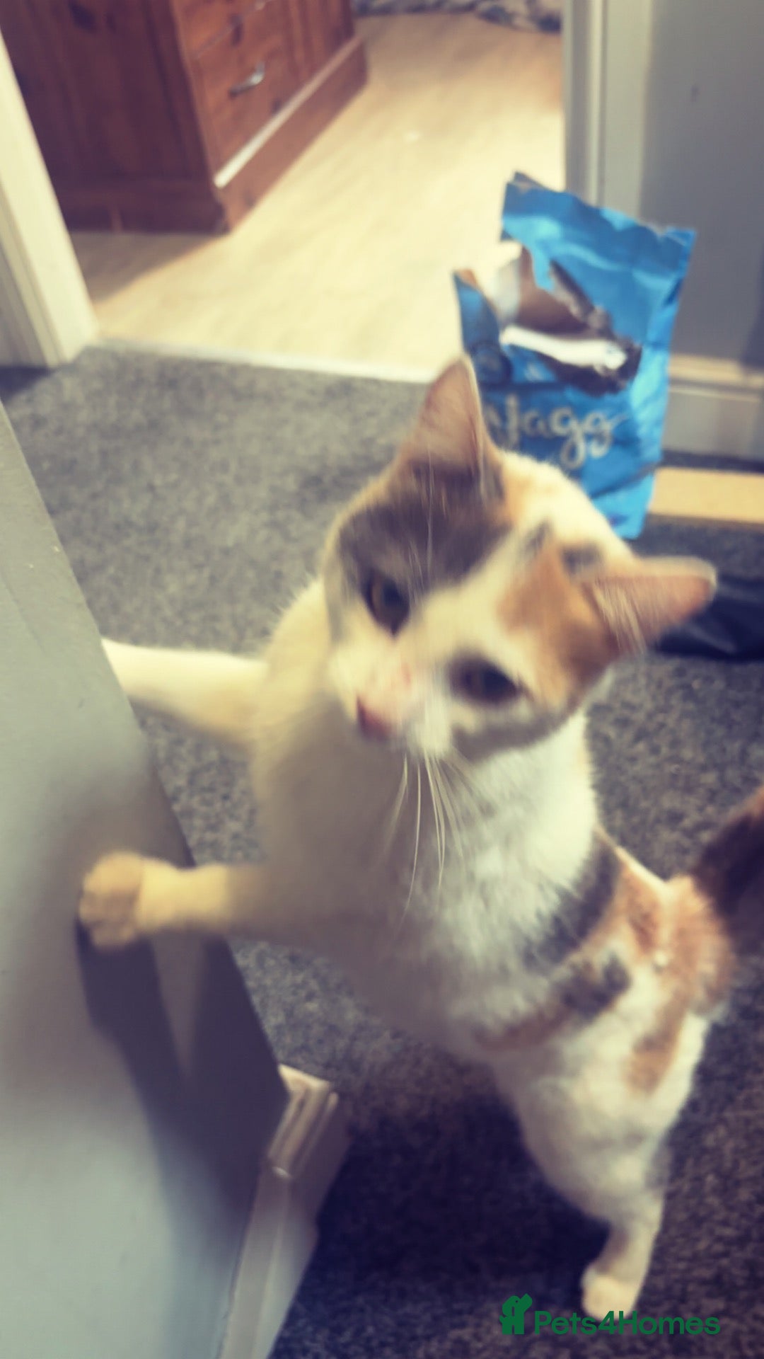 Domestic Shorthair cats kitten - Advert 8