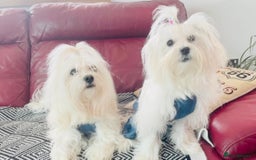 Maltese dogs for stud: 🐬 Beautiful Korean Maltese Stud 🐬 - Image 5