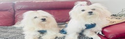 Maltese dogs for stud: 🐬 Beautiful Korean Maltese Stud 🐬 - Advert 5