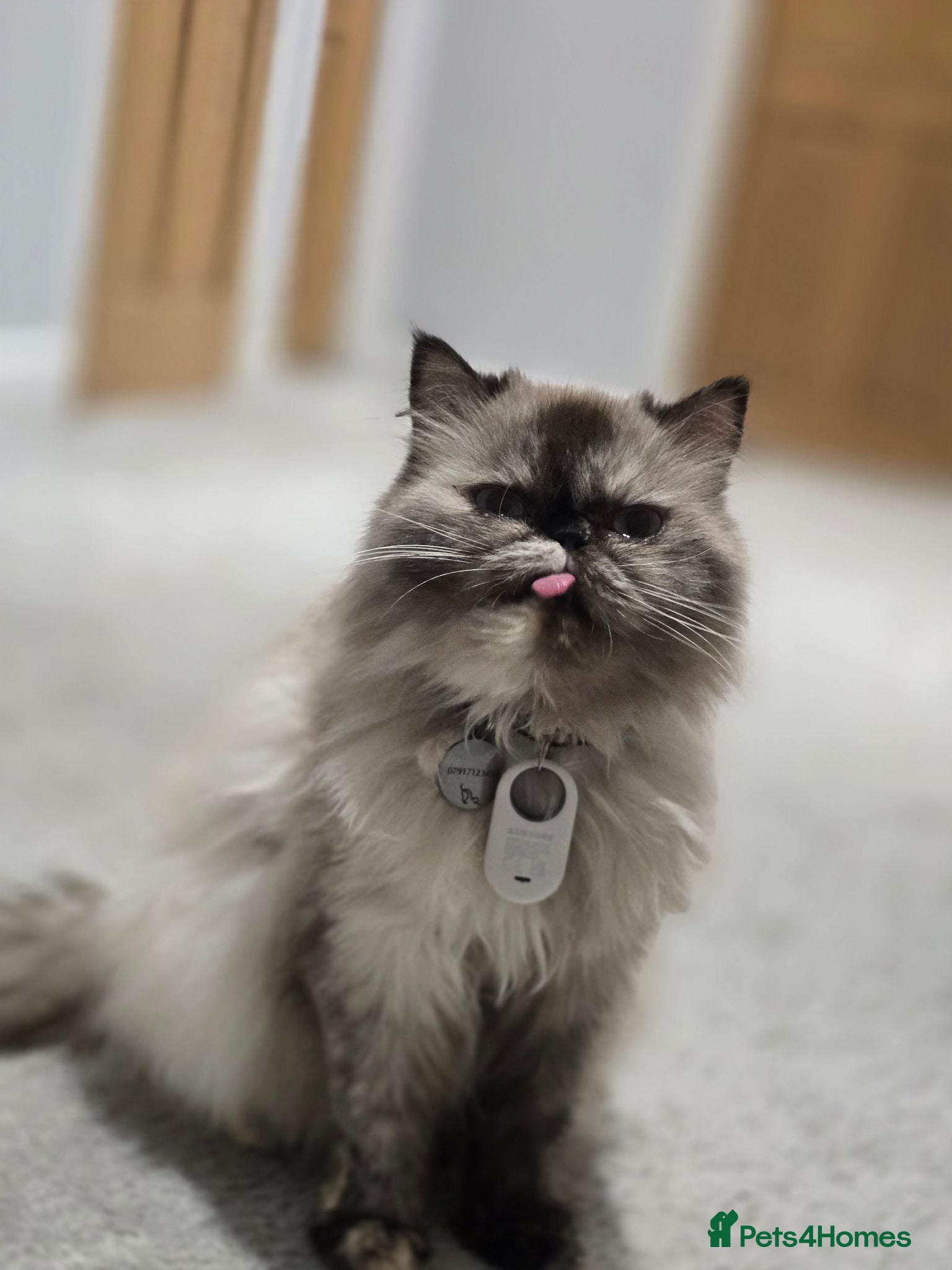 Persian cats Adorable Persian Cross Kittens Looking for home - Advert 1