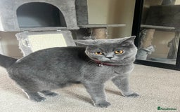 British Shorthair cats for sale: Male British short hair - Image 6