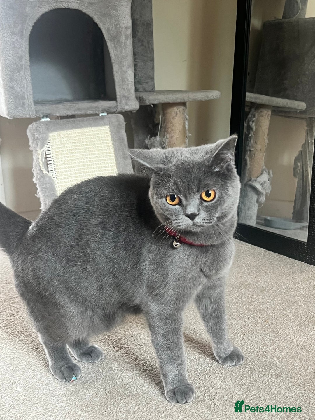 British Shorthair cats for sale: Male British short hair - Image 6