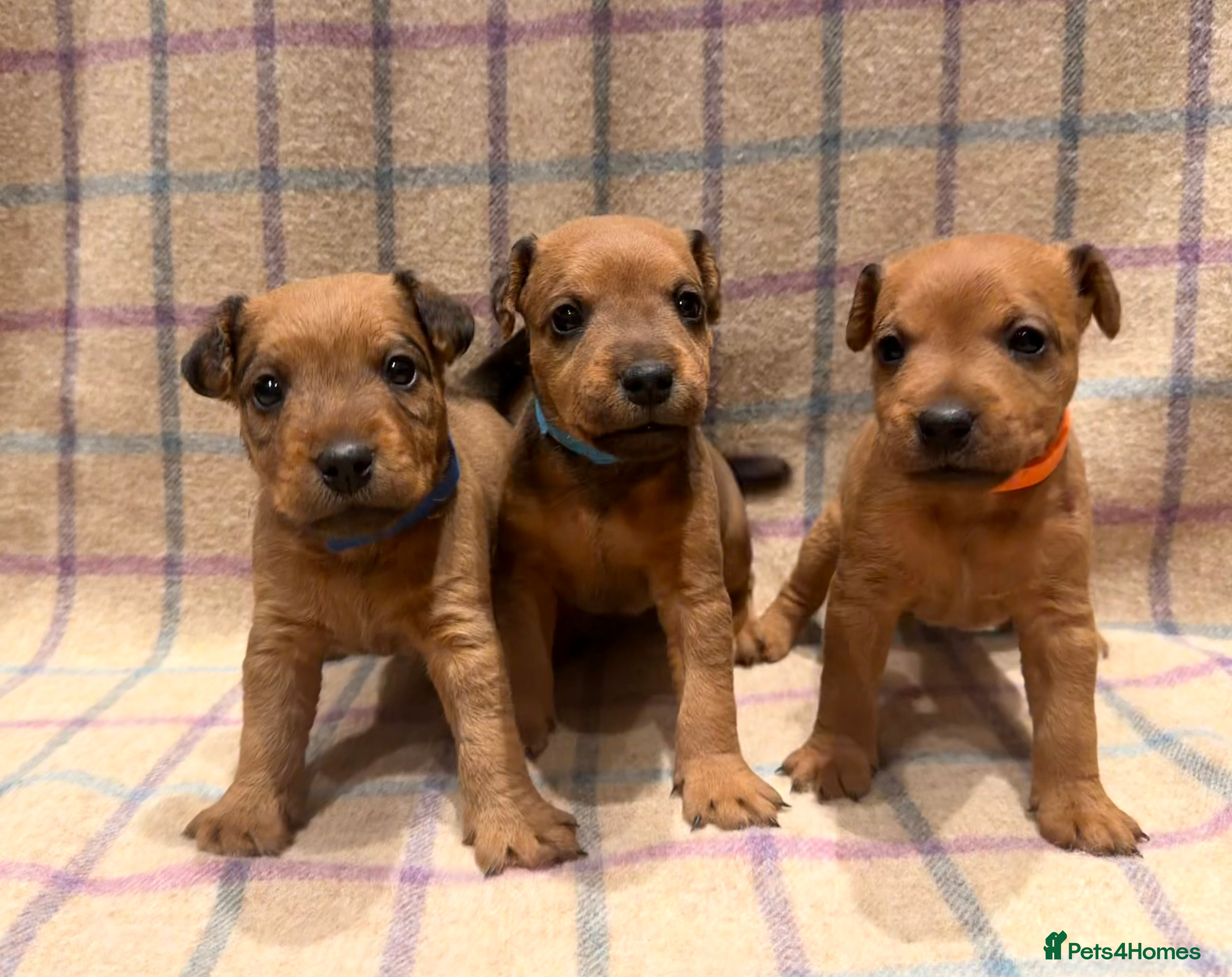 Lakeland Terrier dogs 6 Red/Red Grizzle Working Lakeland Terriers - Advert 2