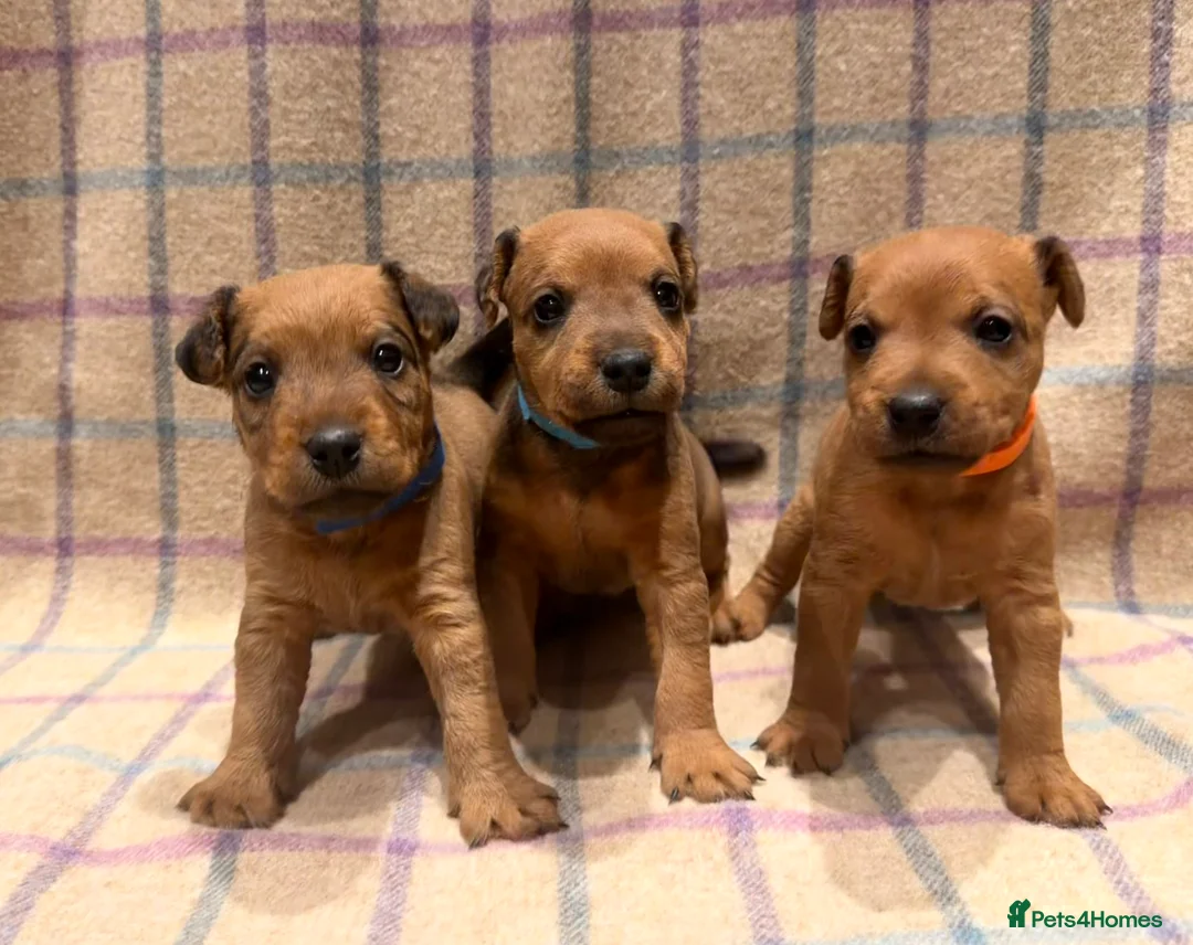 Lakeland Terrier dogs for sale: 6 Red/Red Grizzle Working Lakeland Terriers in Llanwrtyd Wells - Advert 2