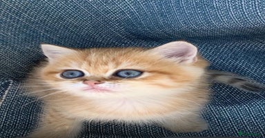 British Shorthair cats - Advert 11