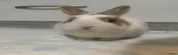 Netherland Dwarf rabbits for sale: Netherland dwarf boy - Advert 1