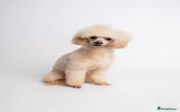Poodle dogs for stud: KC REG EXTENSIVELY HEALTH TESTED POODLE STUD in Hoddesdon - Image 3