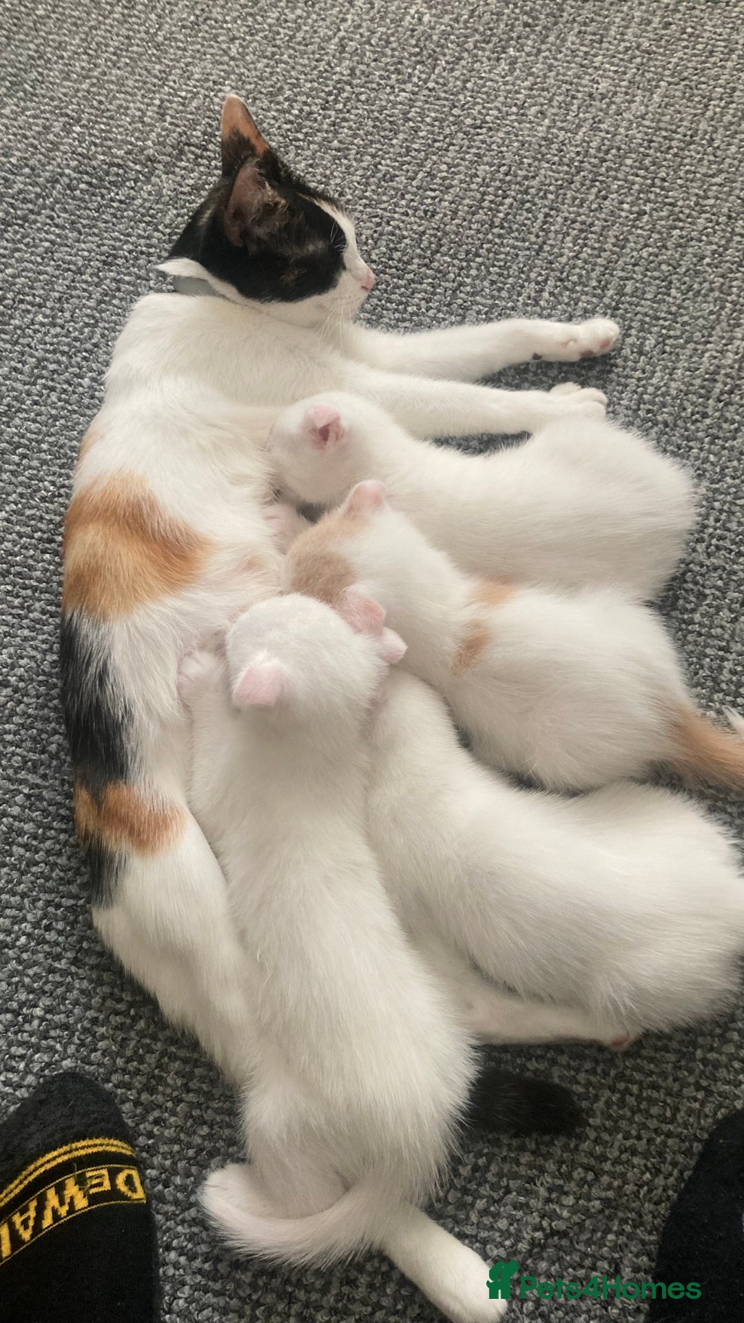 Mixed Breed cats for sale: Scottish Fold Mix with Domestic Shorthair (calico) - Image 12