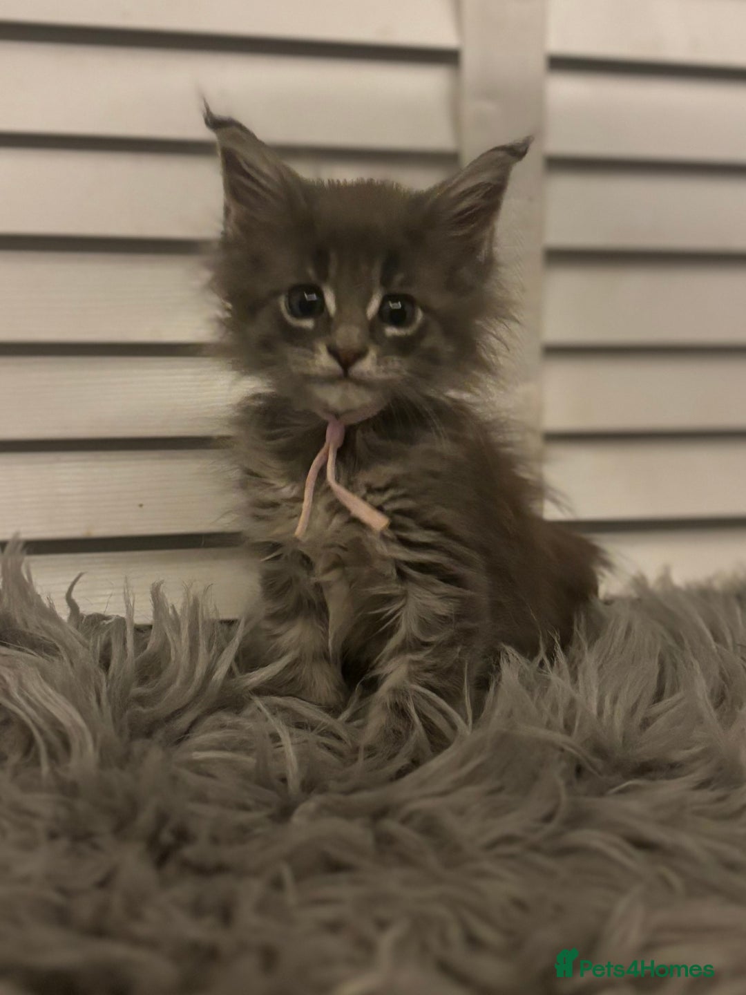 Maine Coon cats for sale: GCCF-Registered Maine Coon Kittens - Advert 11