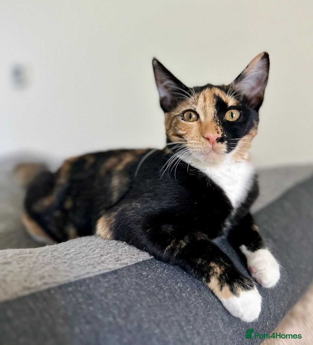 Arabian Mau cats for adoption: Pair of Indoor-Only Kittens for Adoption Together - Image 3