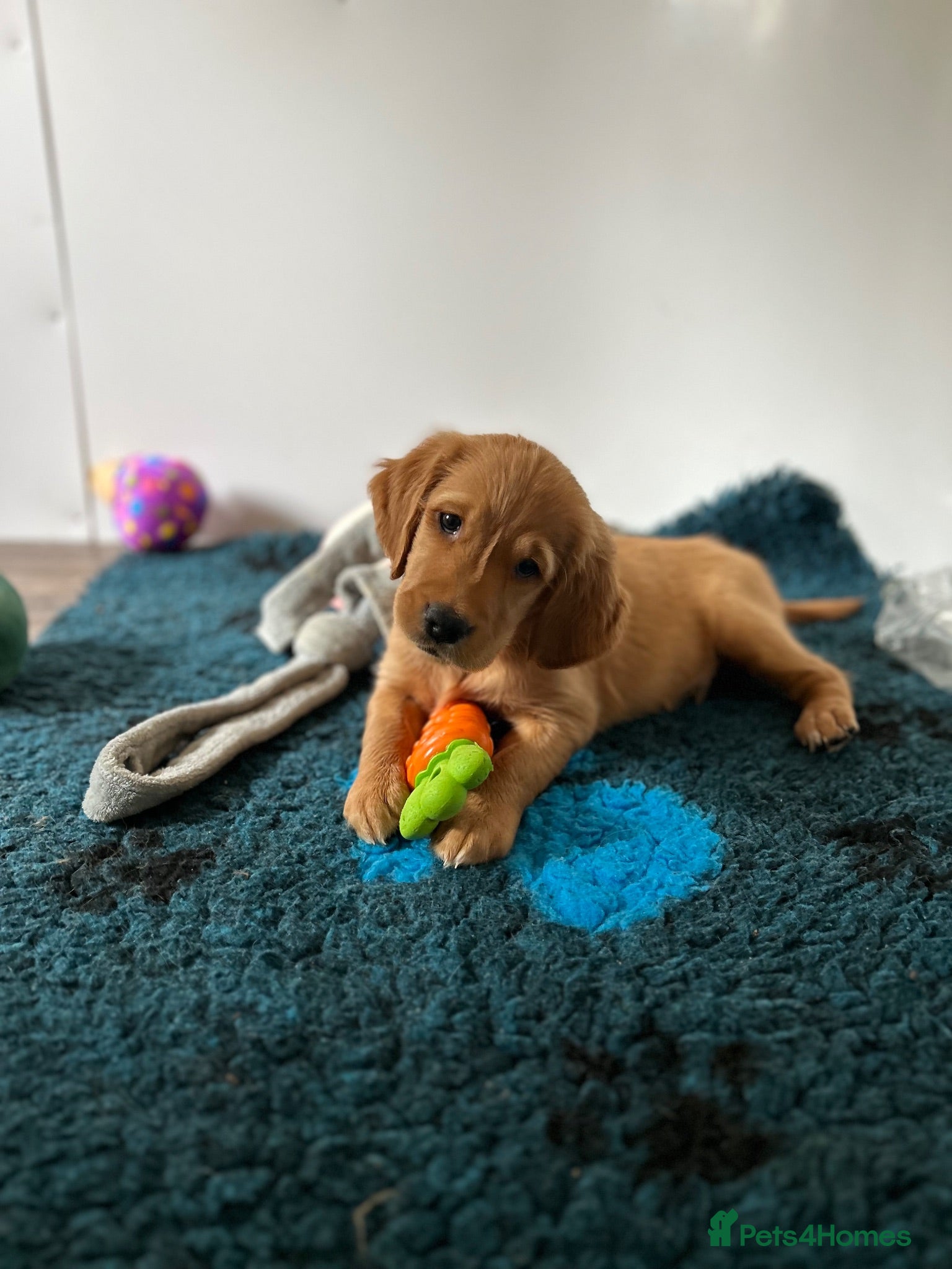 Golden Retriever dogs  Beautiful golden retriever pups 2 girls 1 boy  - Advert 2