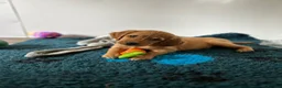 Golden Retriever dogs for sale:  Beautiful red golden retrievers 2 girls  2 boys - Advert 18