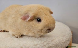 Guinea Pig rodents for sale: Purebred self cream and buff boars - Image 3