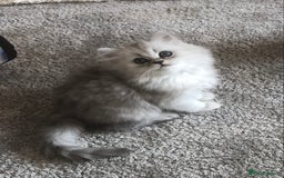 Persian cats for sale: One gorgeous, cheeky, loving little boy left  - Image 6