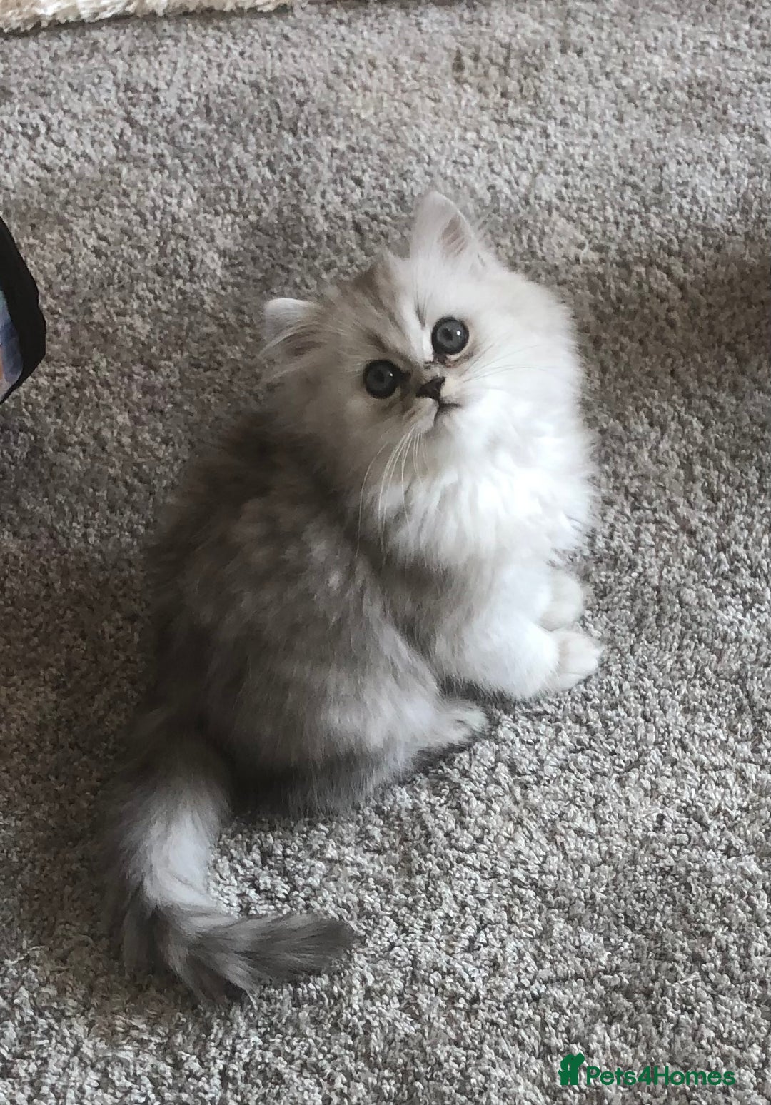 Persian cats for sale: One gorgeous, cheeky, loving little boy left  - Image 6