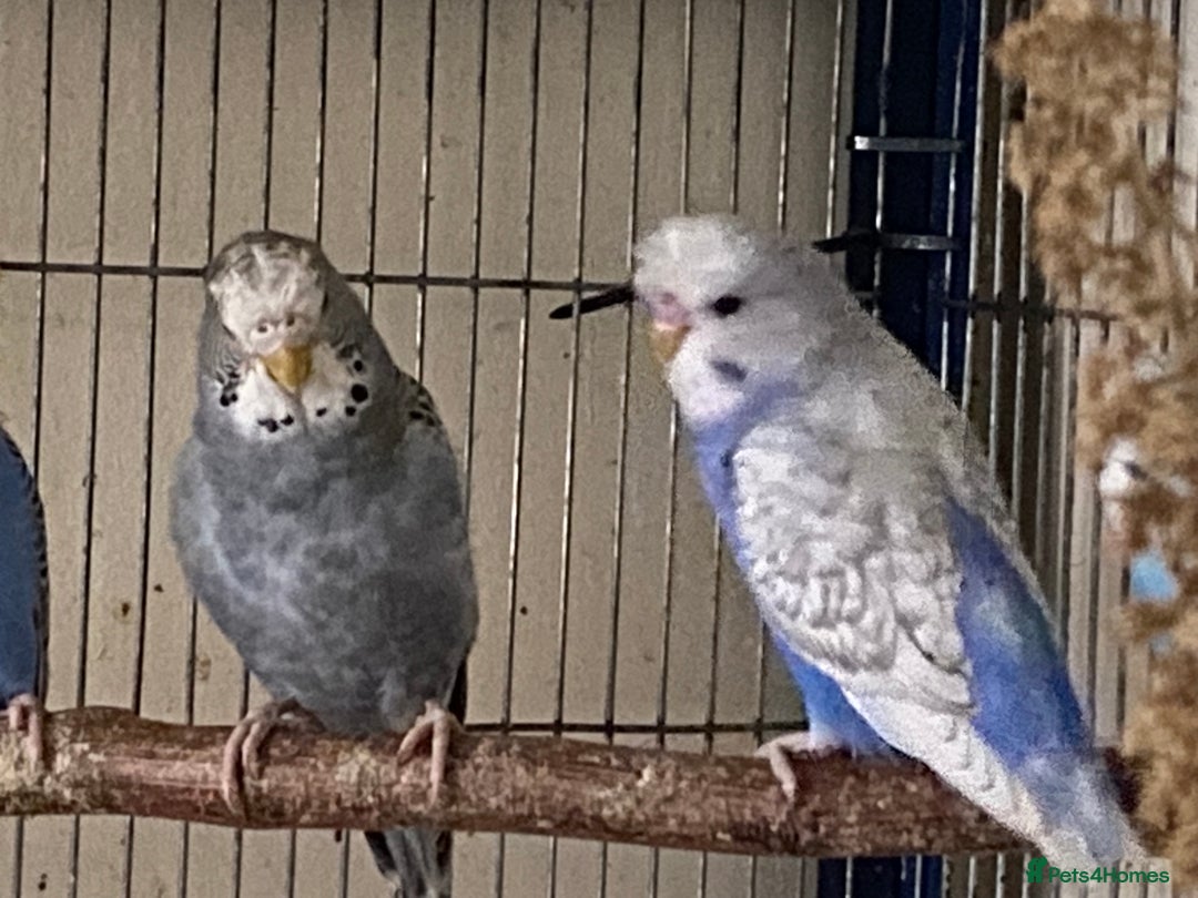 Budgerigars birds for sale: 6 Budgies  - Image 11