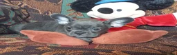 French Bulldog dogs for sale: Beautiful  french bulldog puppes - Advert 3