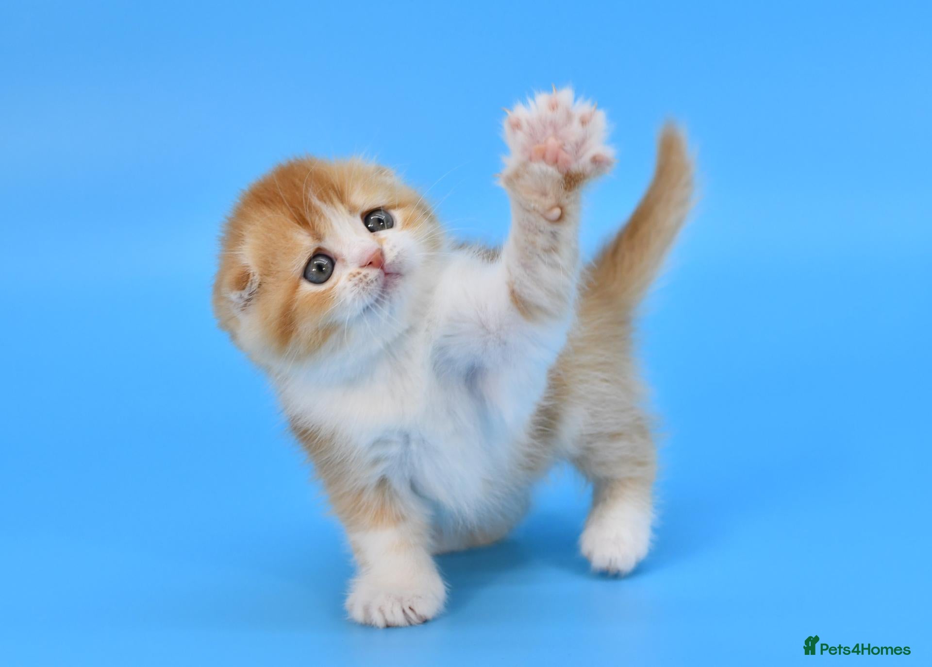 Scottish Fold cats LICENSED CATTERY PURE BREED TOP QUALITY KITTENS - Advert 15