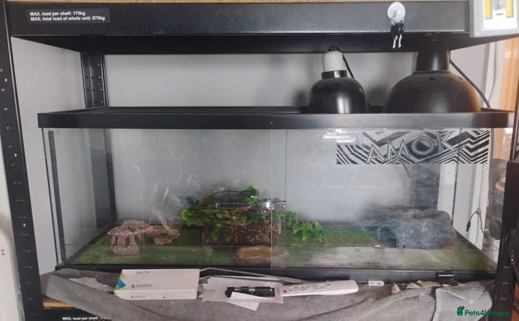 Leopard Gecko reptiles - Advert 1