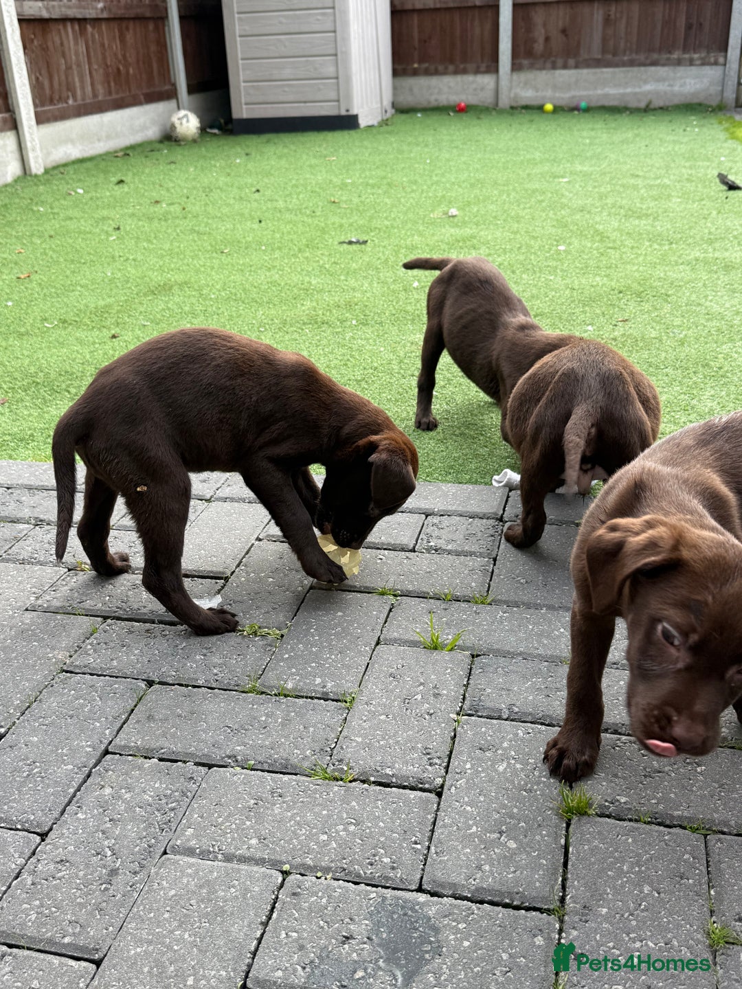 Labrador Retriever dogs for sale: Chunky chocolate 🍫 lab puppy’s girls only  - Image 12
