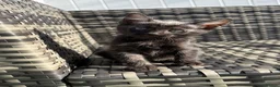 Bengal cats for sale: Bengal Savannah cross  in Irvine - Advert 8