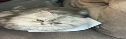 Persian cats for sale: 2 Beautiful Persian kittens  - Advert 6