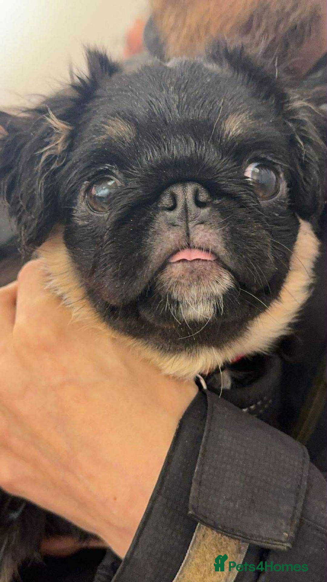 Pug dogs for sale: Scar fluffy pug - Image 7