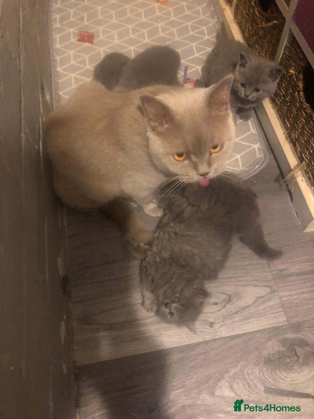 British Shorthair cats for sale: 8 BRITISH SHORTHAIR KITTENS GCCF REGISTERED  - Advert 3