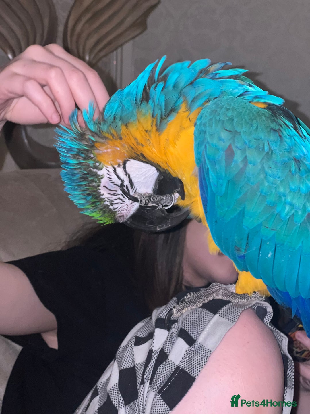 Macaws birds for sale: Family friendly Macaw  - Advert 8