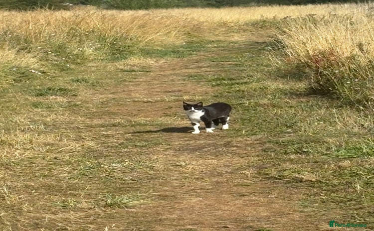 Domestic Shorthair cats - Advert 1