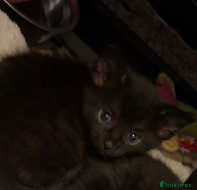 Mixed Breed cats Black male kitten  - Advert 1