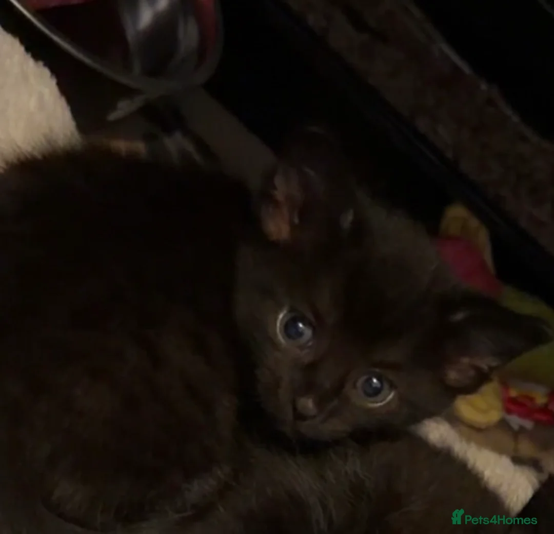 Mixed Breed cats for sale: Black male kitten  - Advert 1