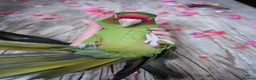 Conures birds for sale: Mitred conure mitred parakeet silly tamed  - Advert 4