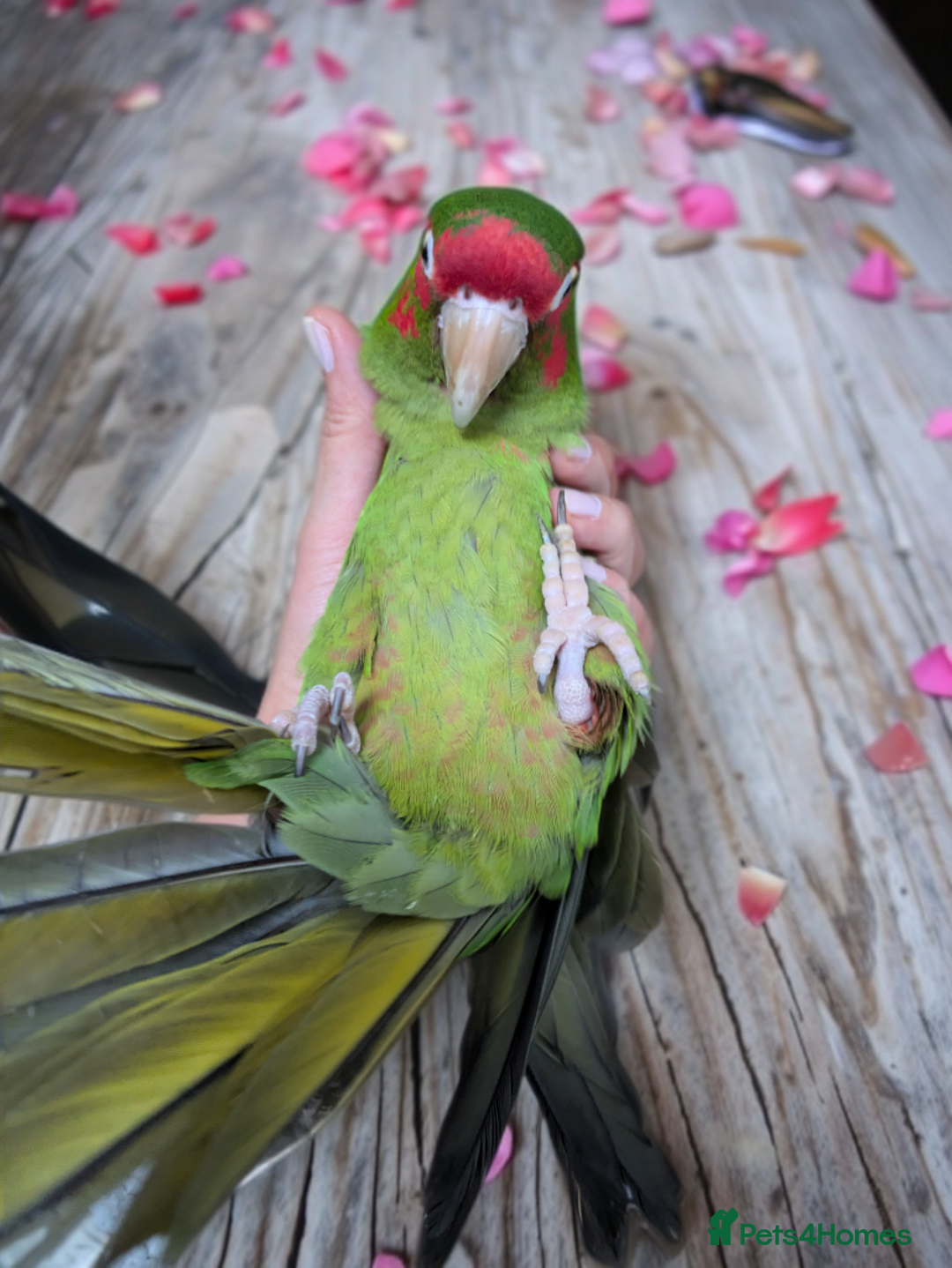 Conures birds for sale: Mitred conure mitred parakeet silly tamed  - Advert 4