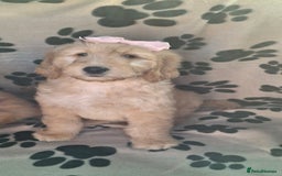 Goldendoodle dogs for sale: Gorgeous standard goldendoodle pups. - Image 11