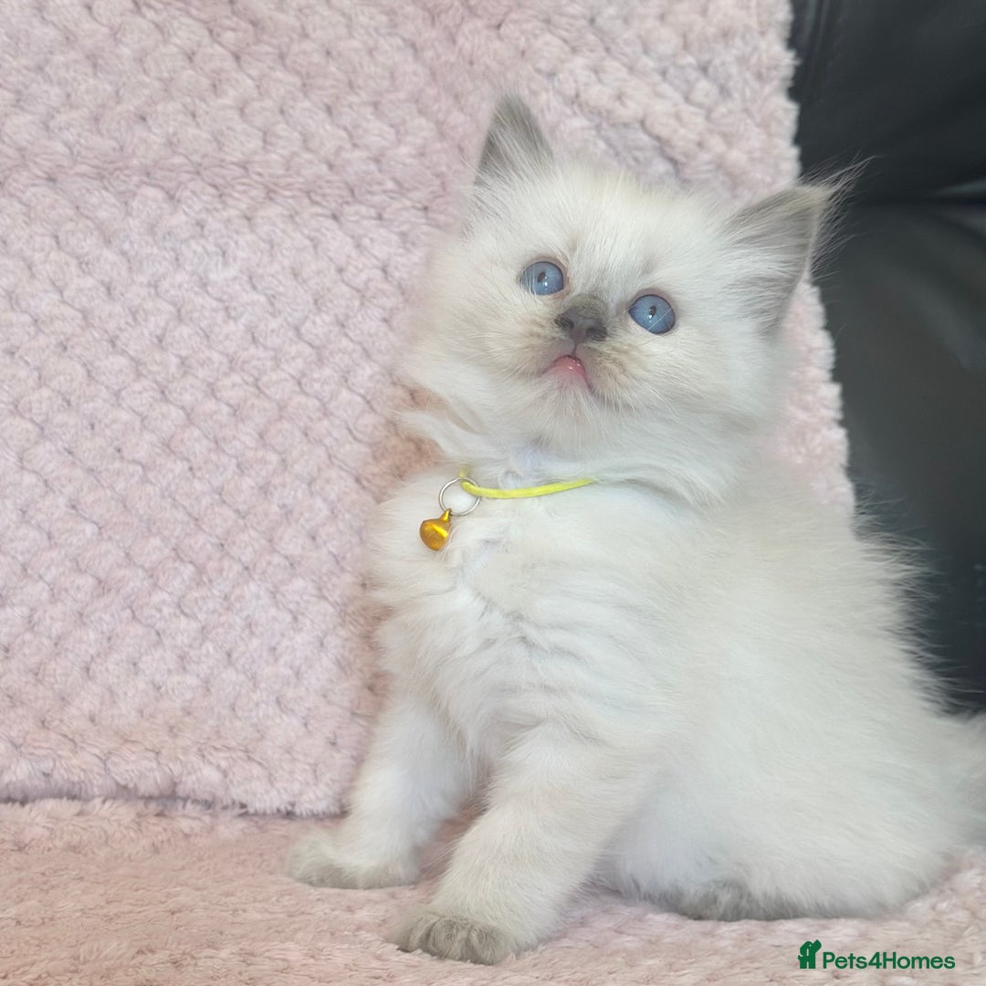 Ragdoll cats for sale: Affectionate, Cuddly, Playful Kittens - Image 14