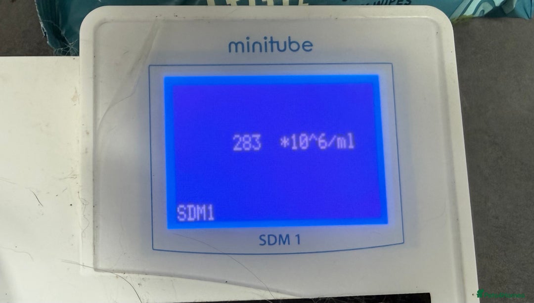 Cavalier King Charles Spaniel dogs for stud: KC Reg Health Tested Excellent Pedigrees for STUD in Nottingham - Image 40