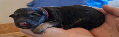 Red Collar