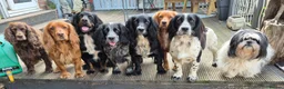 Cocker Spaniel dogs for sale: Cocker Spaniel puppies - Advert 6
