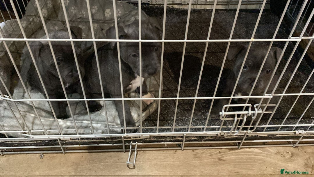 Staffordshire Bull Terrier dogs for sale: 3 boy blue staffs - Image 1