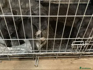 Staffordshire Bull Terrier dogs 3 boy blue staffs * 1 left reduced price* - Advert 5