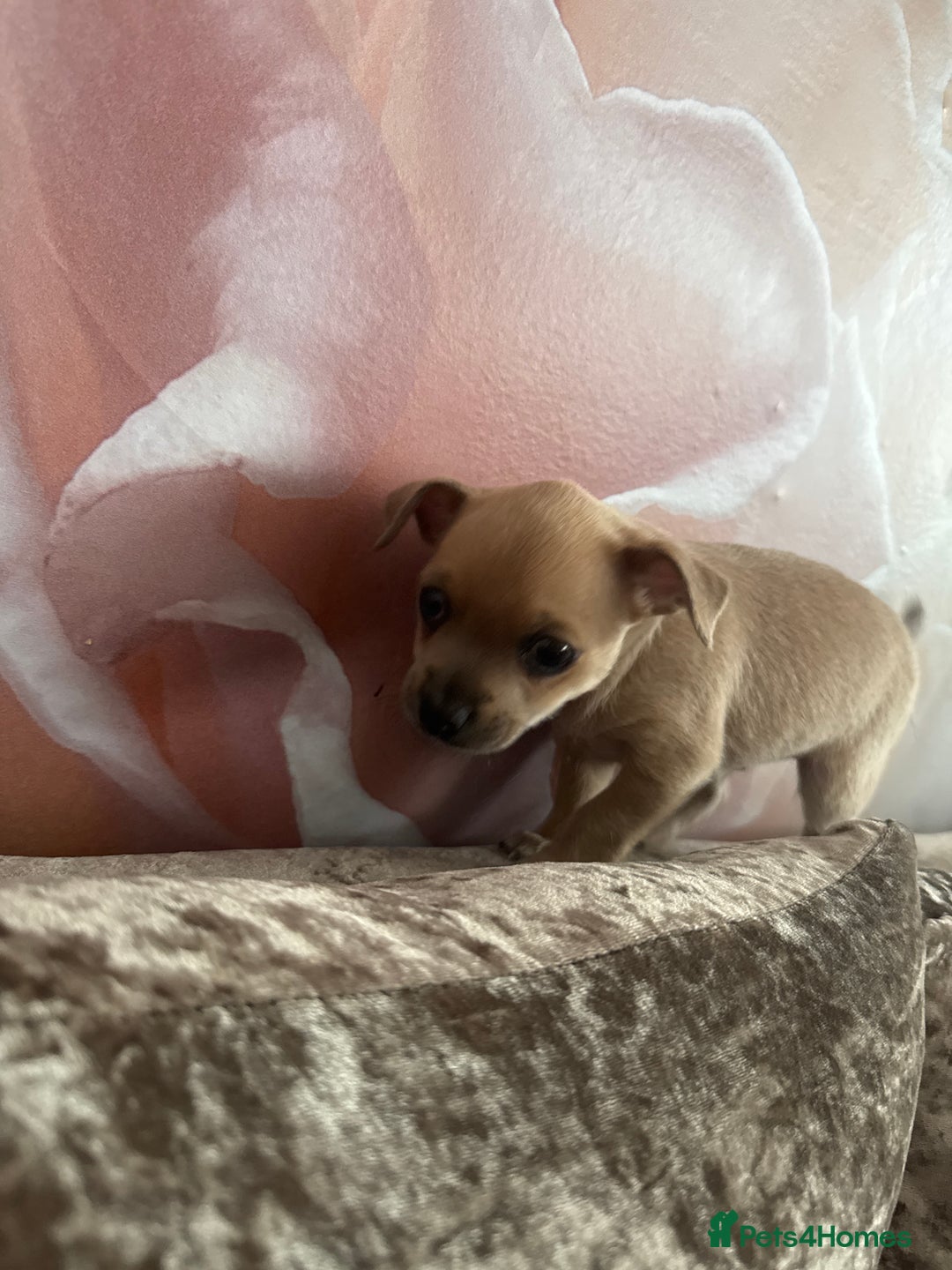 Chihuahua dogs for sale: Chihuahua for sale  - Image 2